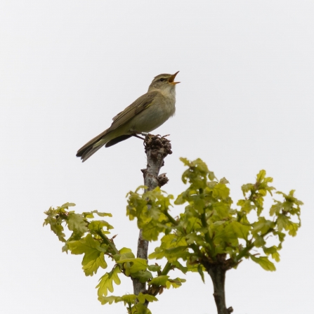 Willow Warbler © Carol Hall 2019