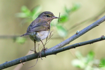 Willow Warbler © Nidge Nilsen 2019