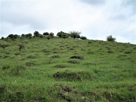 Ant hills on the Yorkshire Wolds