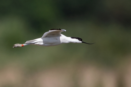 colour-ringed Avocet © Adrian Andruchiw 2019