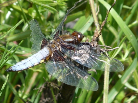 Broad-bodied Chaser © Darren Wozencroft 2019