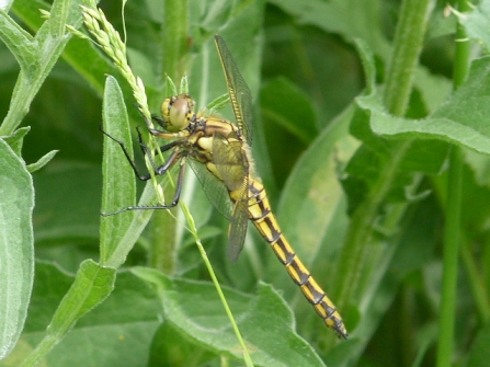 Black-tailed Skimmer © Darren Wozencroft 2019