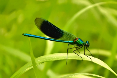 Banded Demoiselle © Matthew Christou 2019