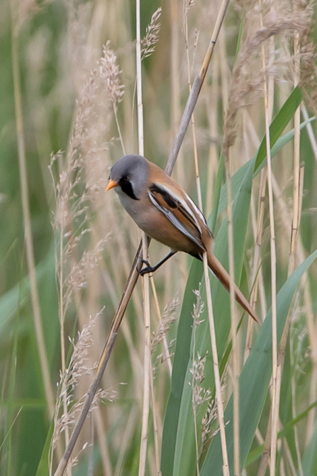 male Bearded Tit © Adrian Andruchiw 2019