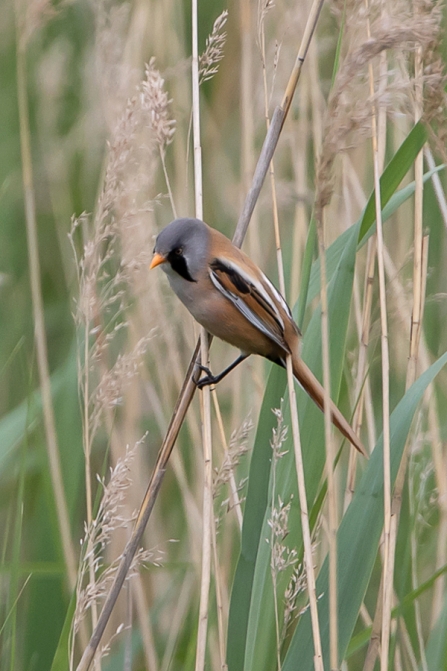 male Bearded Tit © Adrian Andruchiw 2019