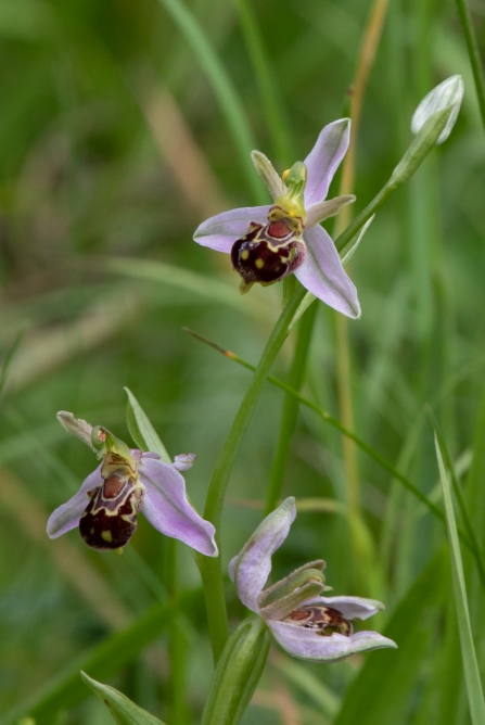 Bee Orchids © James & Beryl Myers 2019