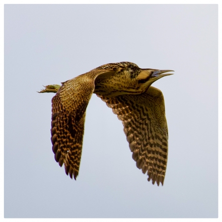 male Bittern © Alan West 2019