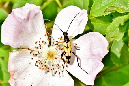 Black and yellow longhorn Beetle © Matthew Christou 2019