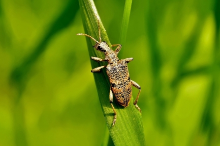 Black-spotted Longhorn Beetle © Matthew Christou 2019