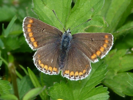 female Common Blue © Darren Wozencroft 2019