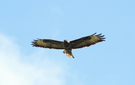 Buzzard © Richard Scott 2019