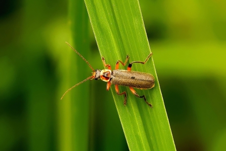 Cantharis rustica © Matthew Christou 2019