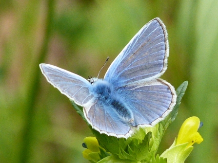 male Common Blue © Darren Wozencroft 2019