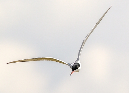 Common Tern © Nidge Nilsen 2019