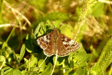 Dingy Skipper © Matthew Christou 2019