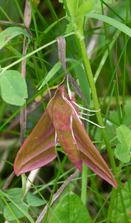 Elephant Hawk-moth © James & Beryl Myers 2019