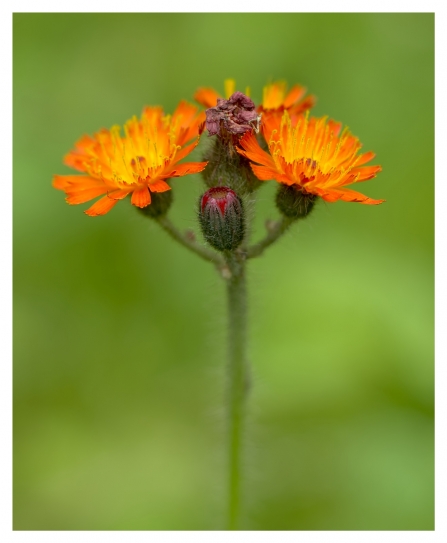 Fox-and-Cubs (Pilosella aurantiaca) © Debbie Ross 2019