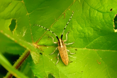 Golden-bloomed Grey Longhorn Beetle © Matthew Christou 2019