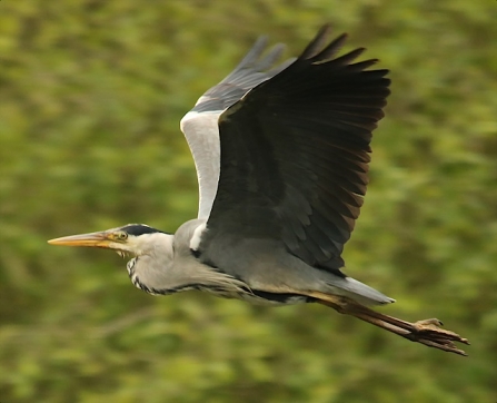 Grey Heron - Adel Dam