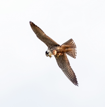 Hobby © Vernon Barker 2019