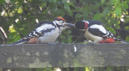 Great spotted woodpecker - Adel Dam