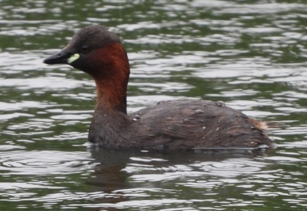 Little_grebe AdelDam