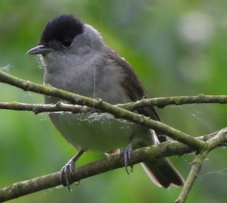 Blackcap - AdelDam