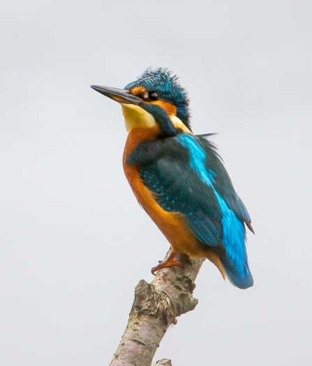 Kingfisher © Vernon Barker 2019