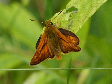 Large Skipper © Darren Wozencroft 2019