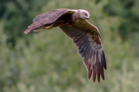 Marsh Harrier © Nidge Nilsen 2019