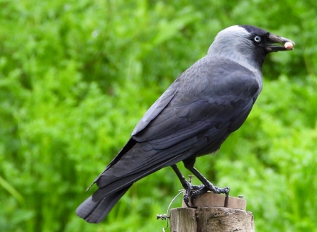 Jackdaw - AdelDam