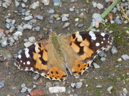 Painted Lady © Darren Wozencroft 2019