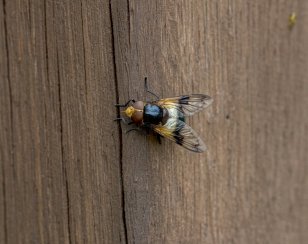 Pellucid Fly © Debbie Ross 2019