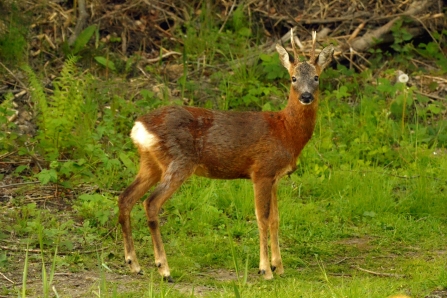 Roe Deer © Matthew Christou 2019