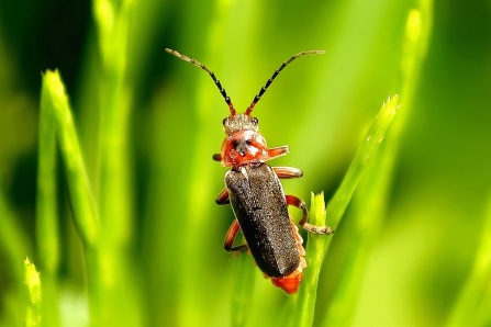 Rustic Sailor Beetle © Matthew Christou 2019