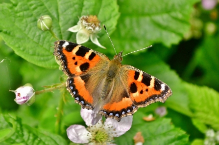 Small Tortoiseshell © Matthew Christou 2019