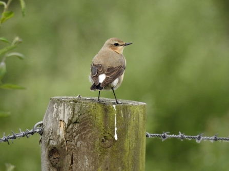 Wheatear © Richard Scott 2019