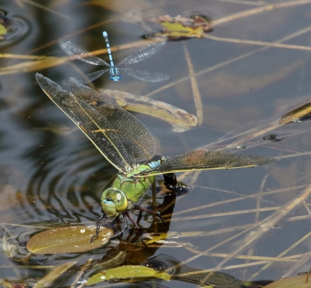 Emperor Dragonfly ovipositing © Iain Macaulay 2019
