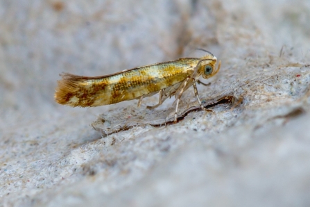 Argyresthia goedartella © Derek Parker 2019