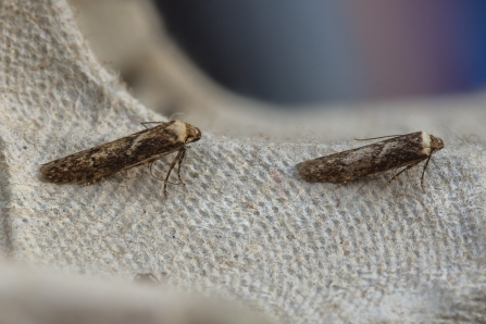 Blastobasis adustella © Derek Parker 2019