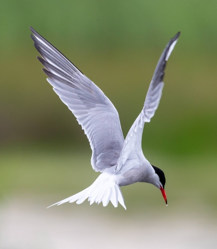 Common Tern © Vernon Barker 2019