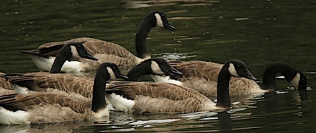CanadaGoose - Adel Dam