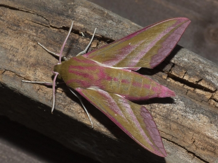 Elephant Hawk-moth © Sue Trout 2019