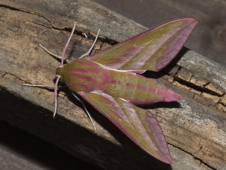 Elephant Hawk-moth © Sue Trout 2019