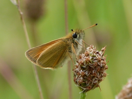 Essex Skipper © Darren Wozencroft 2019