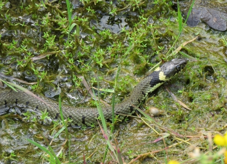 Grass Snake © Barrie Shilton 2019