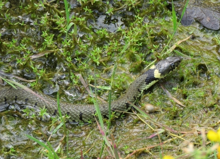 Grass Snake © Barrie Shilton 2019