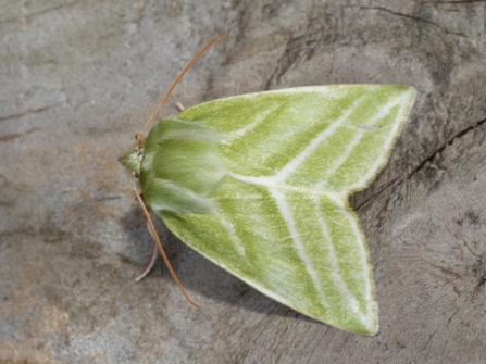 Green Silver-lines © Sue Trout 2019