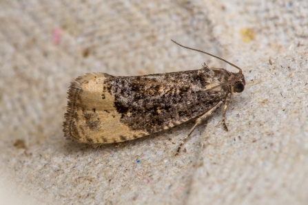 Hedya ochroleucana © Derek Parker 2019
