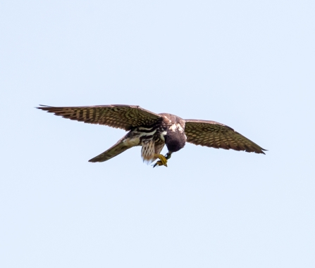 immature Hobby © Vernon Barker 2019